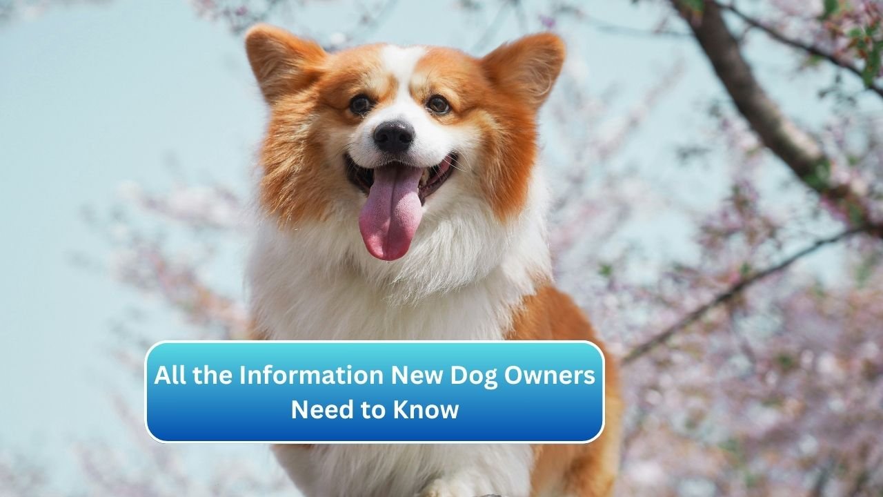 All the Information New Dog Owners Need to Know