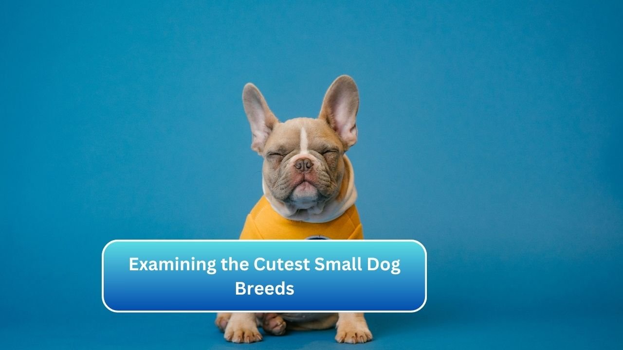 Examining the Cutest Small Dog Breeds