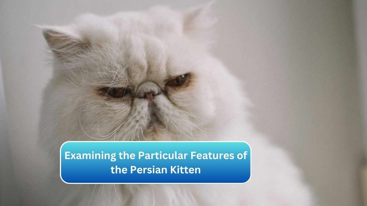 Examining the Particular Features of the Persian Kitten