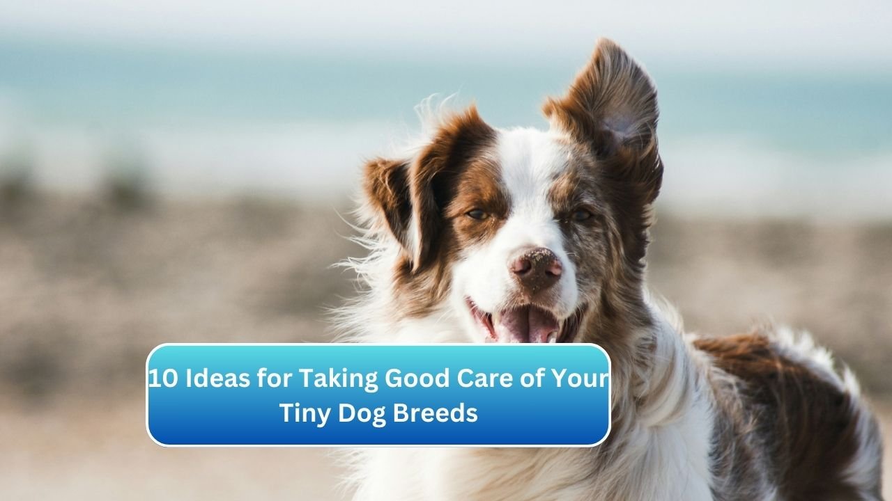 10 Ideas for Taking Good Care of Your Tiny Dog Breeds