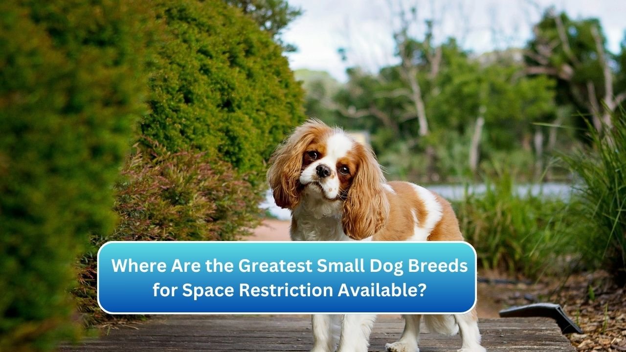 Where Are the Greatest Small Dog Breeds for Space Restriction Available?