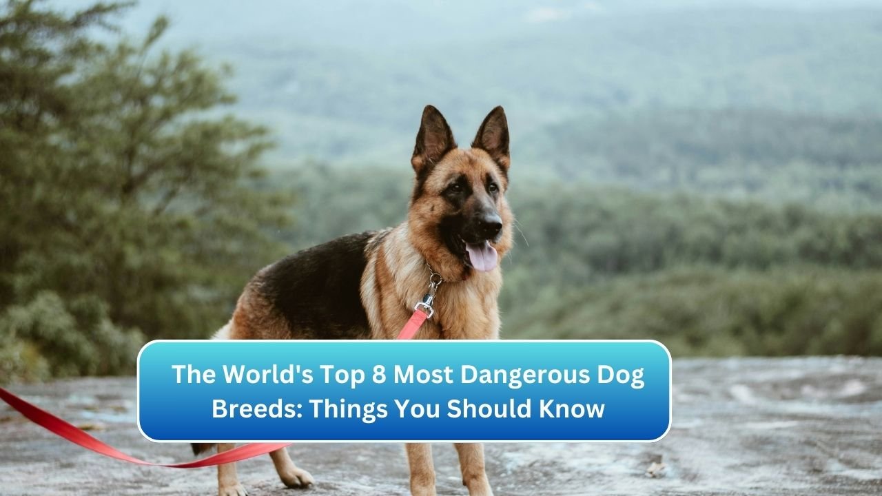 The World's Top 8 Most Dangerous Dog Breeds: Things You Should Know