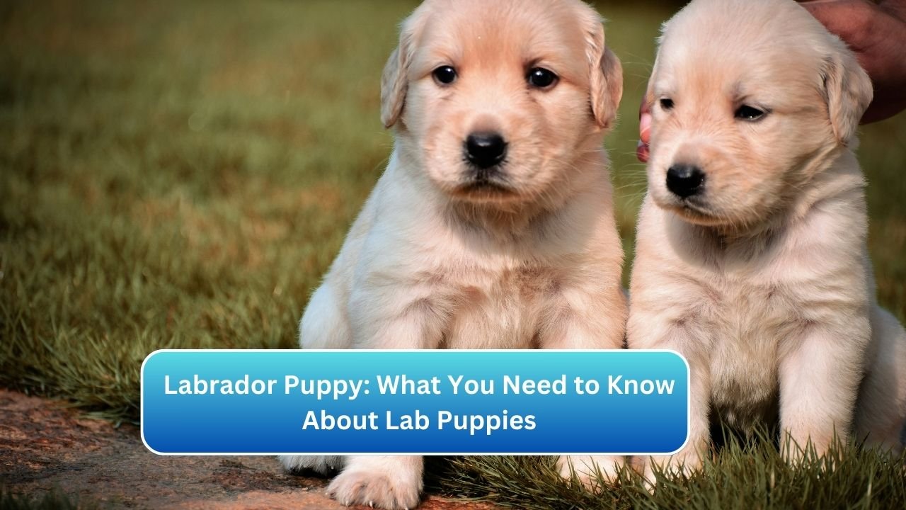 Labrador Puppy: What You Need to Know About Lab Puppies