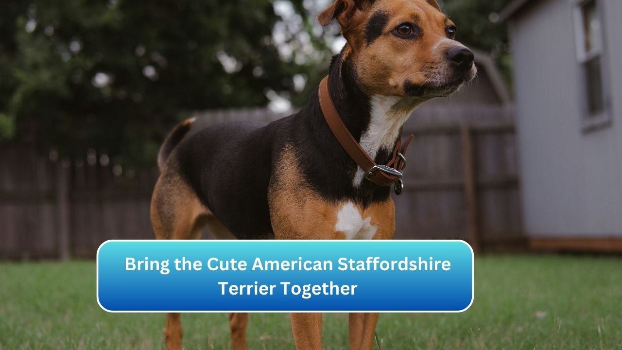 Bring the Cute American Staffordshire Terrier Together