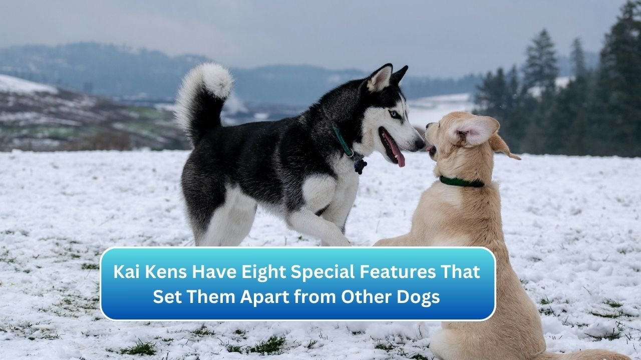 Kai Kens Have Eight Special Features That Set Them Apart from Other Dogs