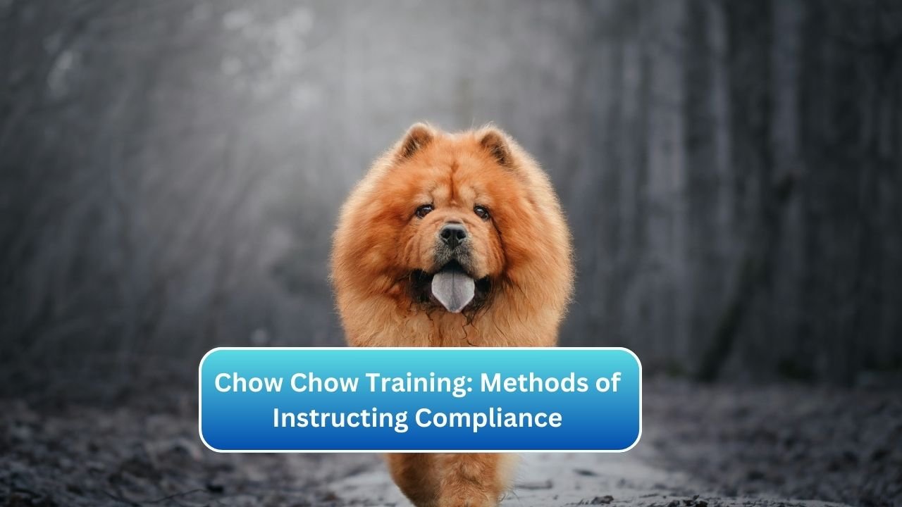 Chow Chow Training: Methods of Instructing Compliance