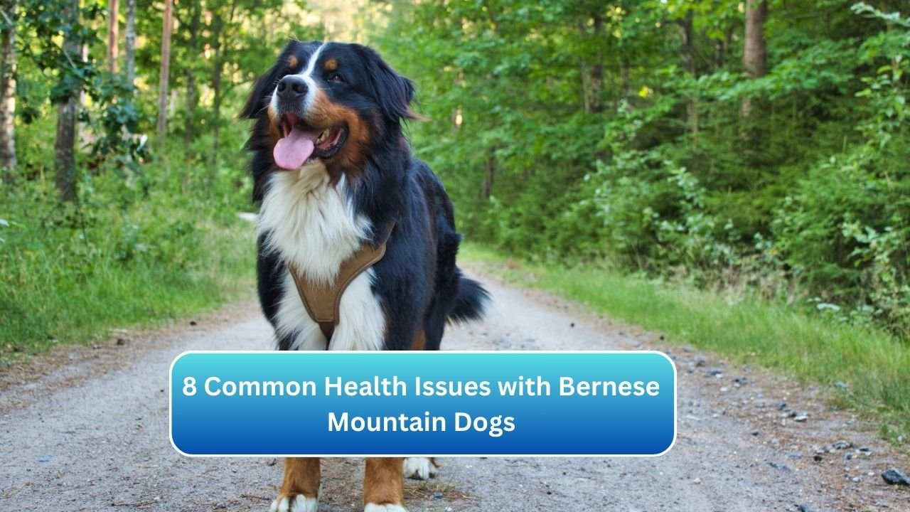 8 Common Health Issues with Bernese Mountain Dogs