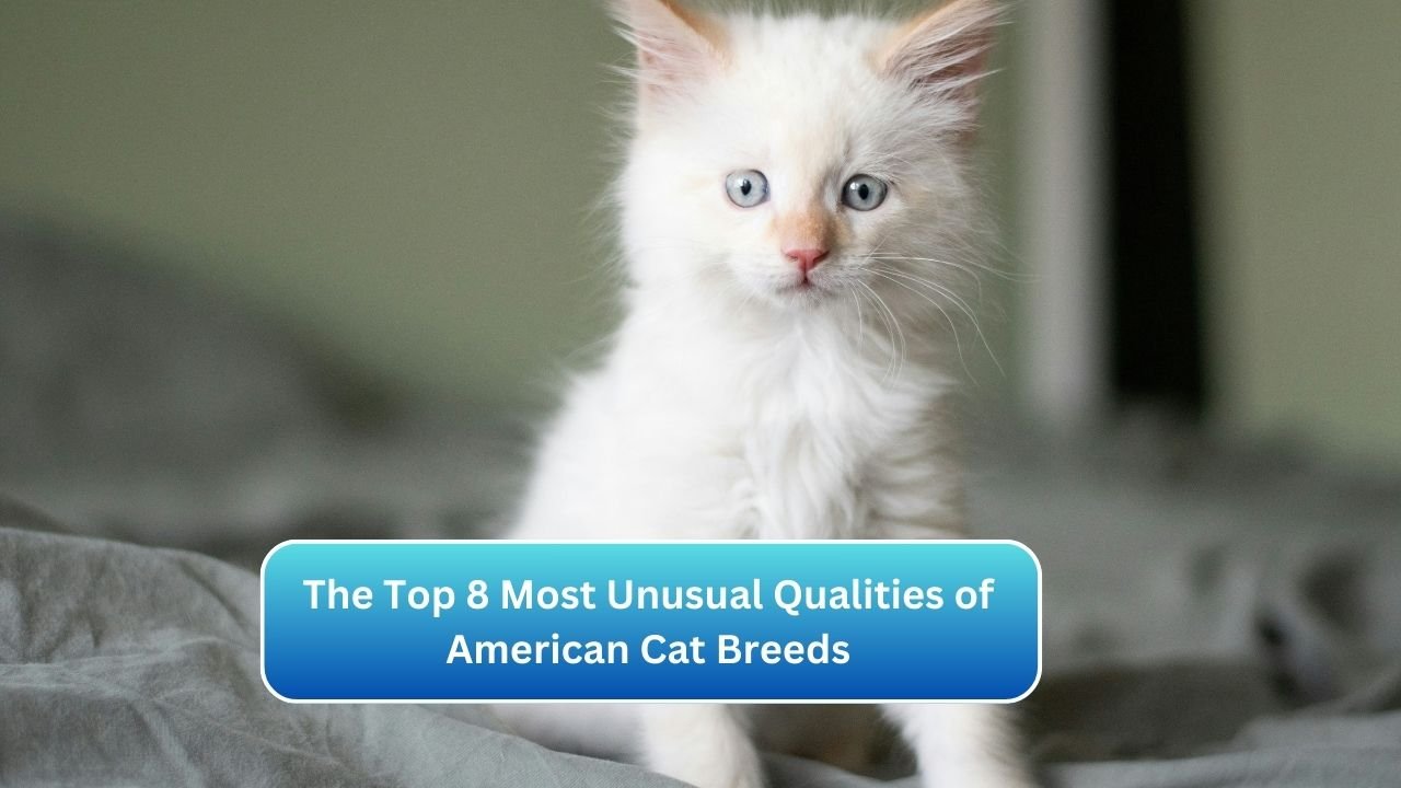 The Top 8 Most Unusual Qualities of American Cat Breeds