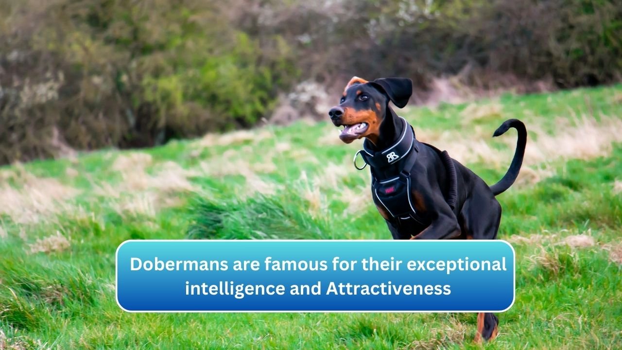 Dobermans are famous for their exceptional intelligence and Attractiveness