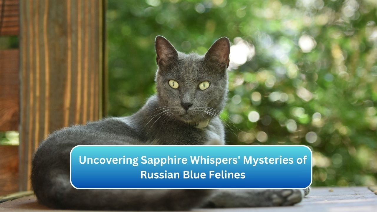 Uncovering Sapphire Whispers' Mysteries of Russian Blue Felines