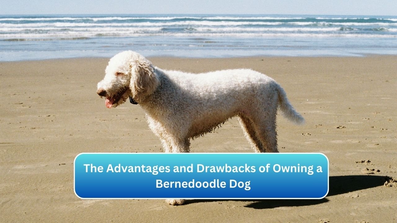 The Advantages and Drawbacks of Owning a Bernedoodle Dog