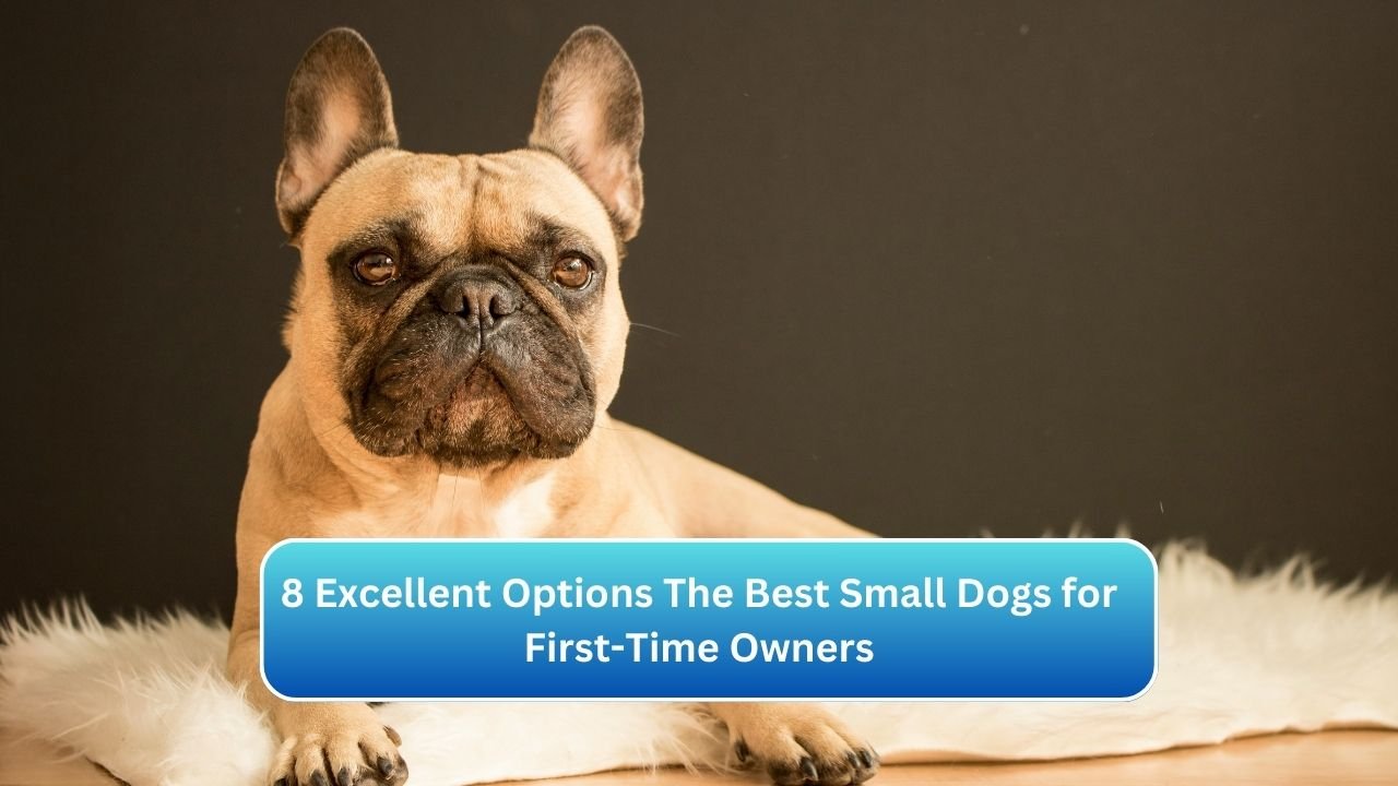 8 Excellent Options The Best Small Dogs for First-Time Owners