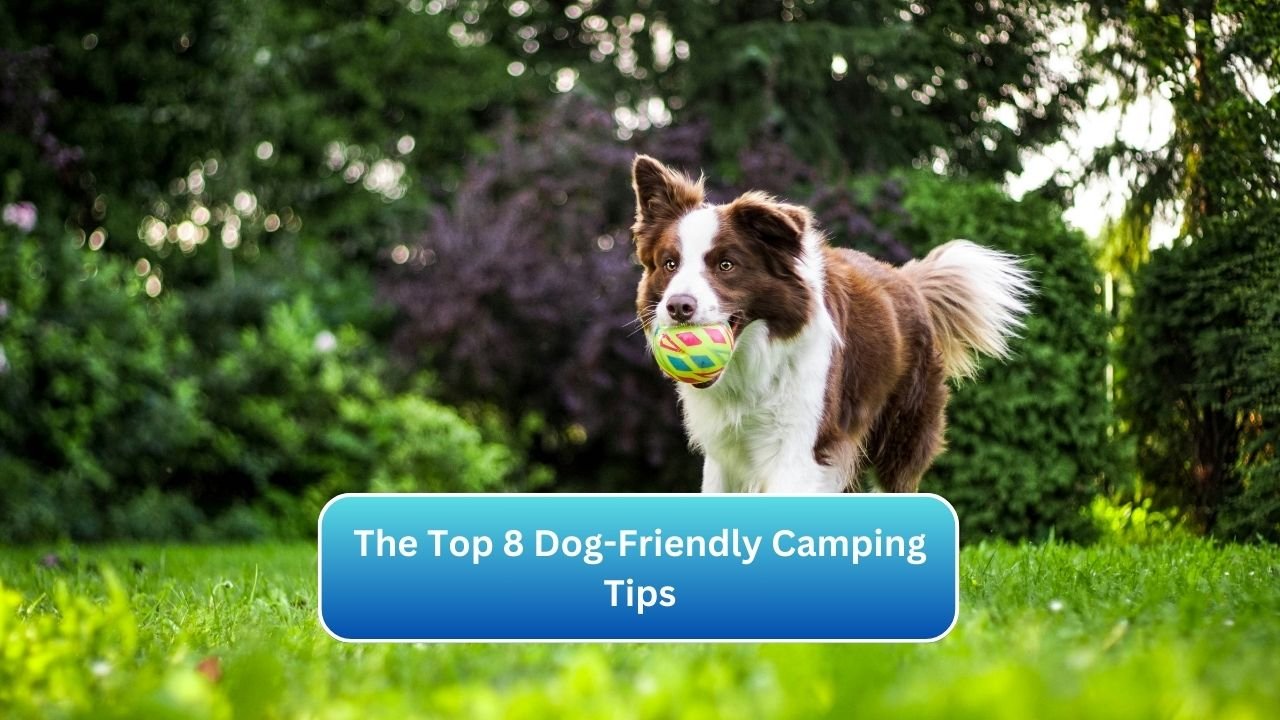 The Top 8 Dog-Friendly Camping Tips