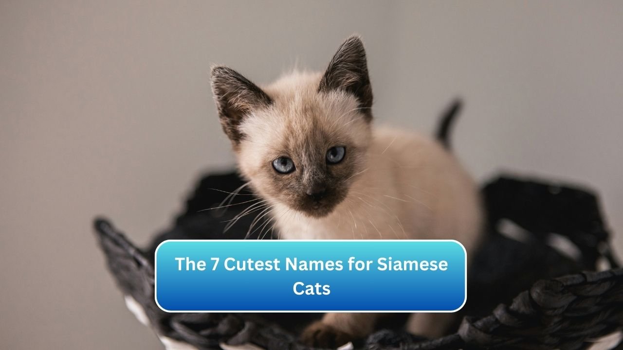 The 7 Cutest Names for Siamese Cats