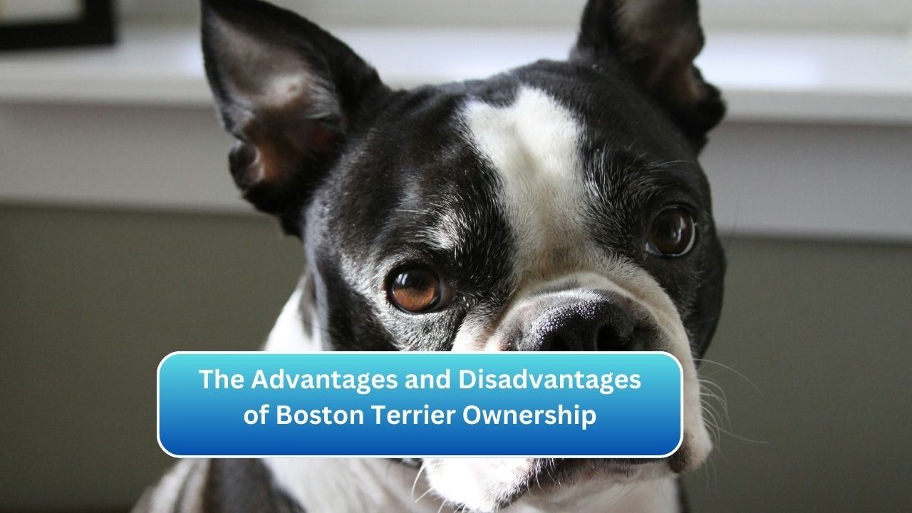 The Advantages and Disadvantages of Boston Terrier Ownership