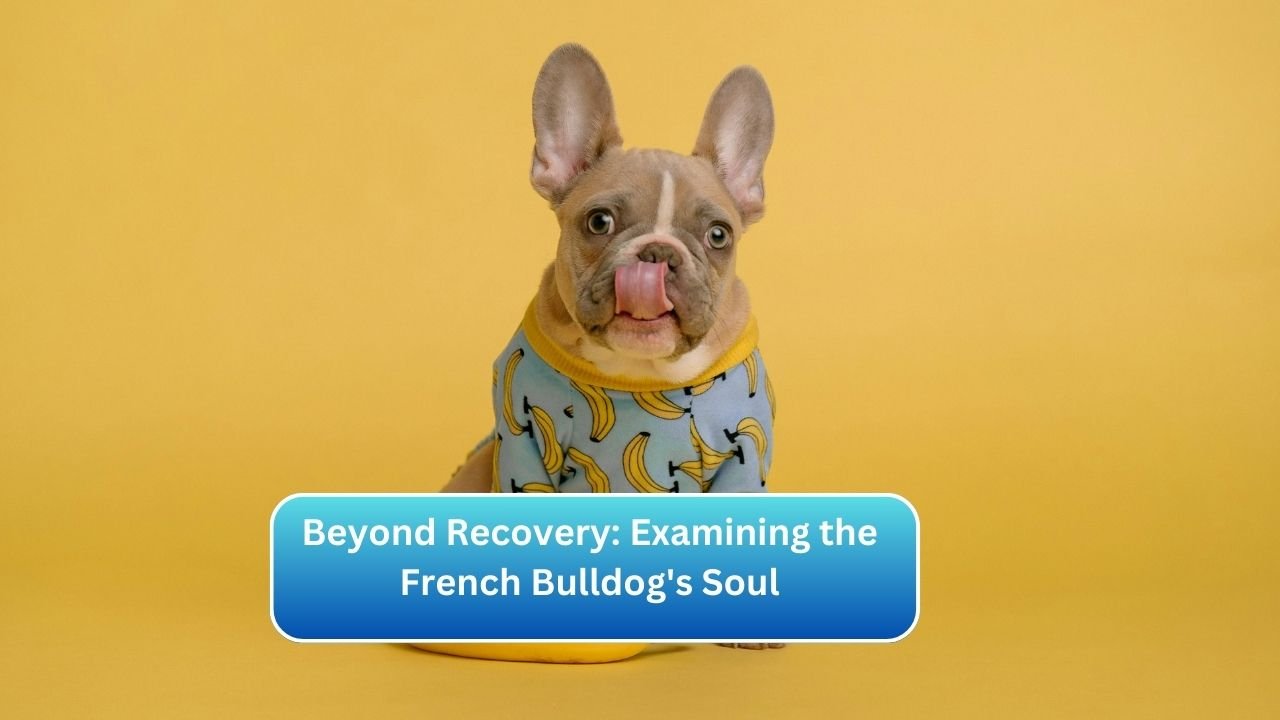 Beyond Recovery: Examining the French Bulldog's Soul