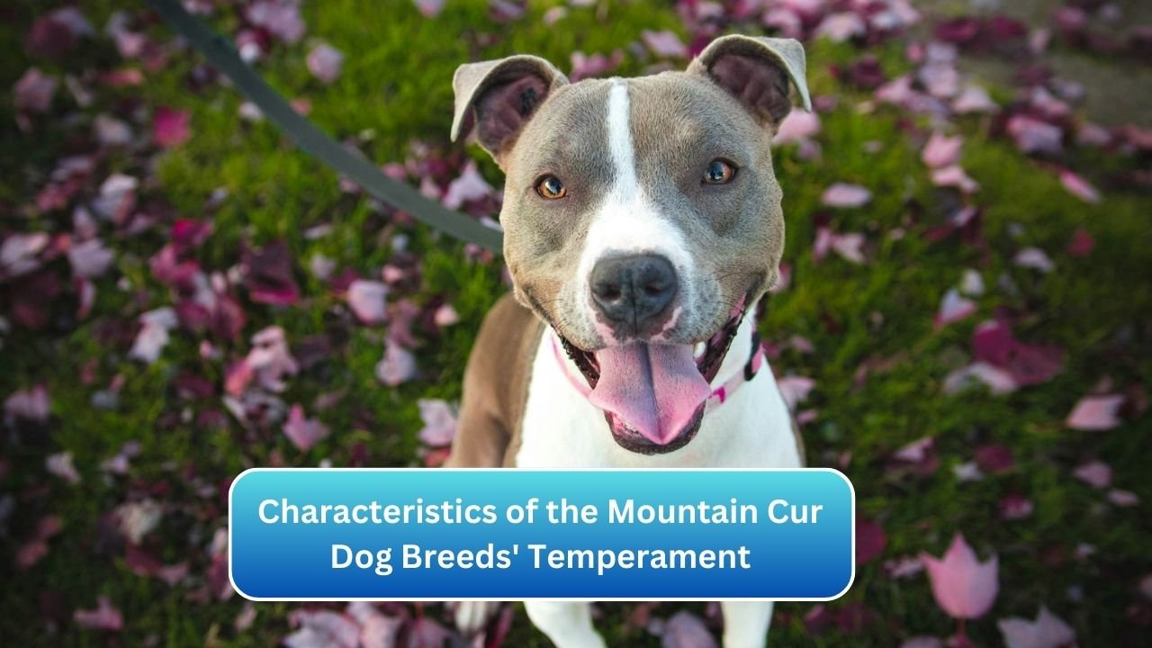 Characteristics of the Mountain Cur Dog Breeds' Temperament