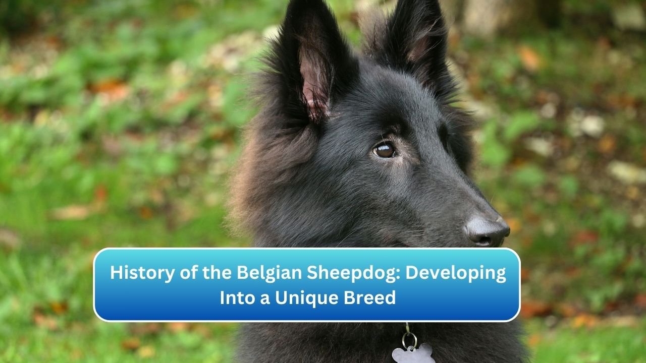 Belgian Sheepdog