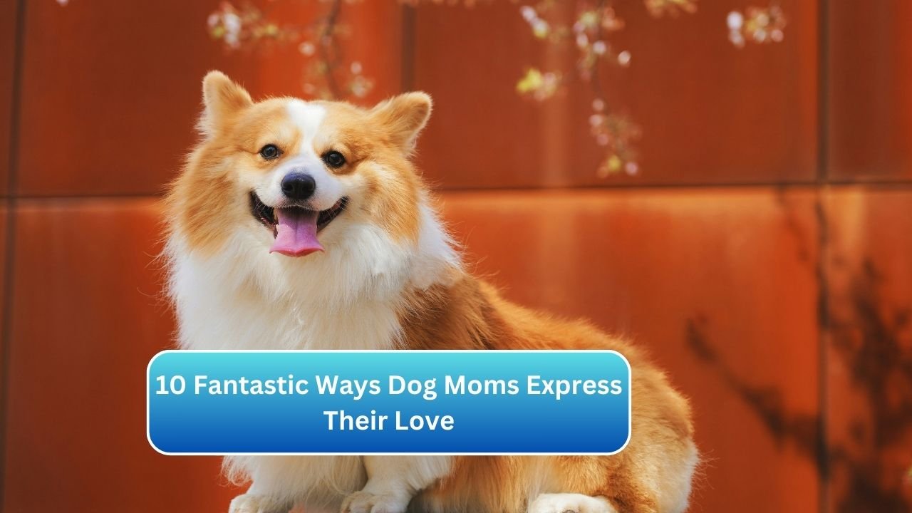 10 Fantastic Ways Dog Moms Express Their Love