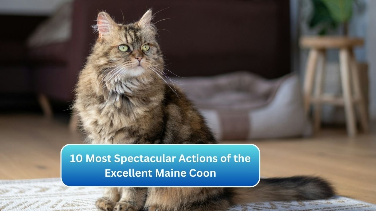 10 Most Spectacular Actions of the Excellent Maine Coon