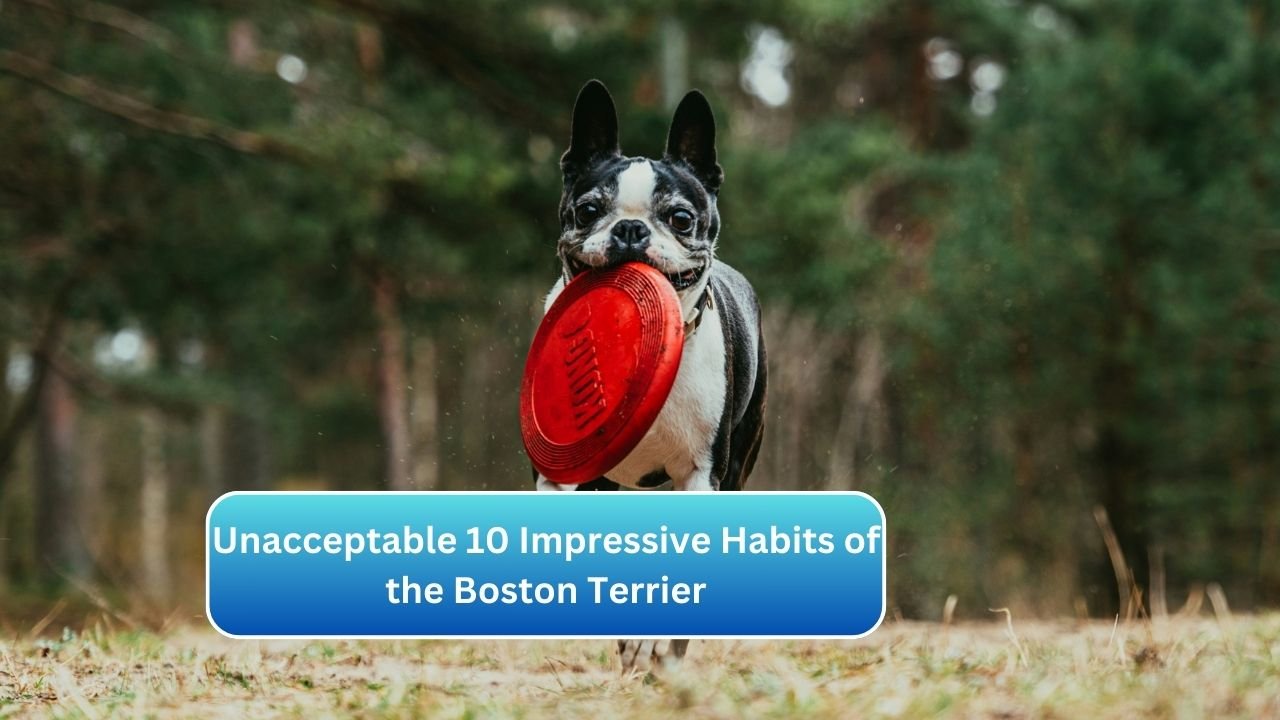 Unacceptable 10 Impressive Habits of the Boston Terrier