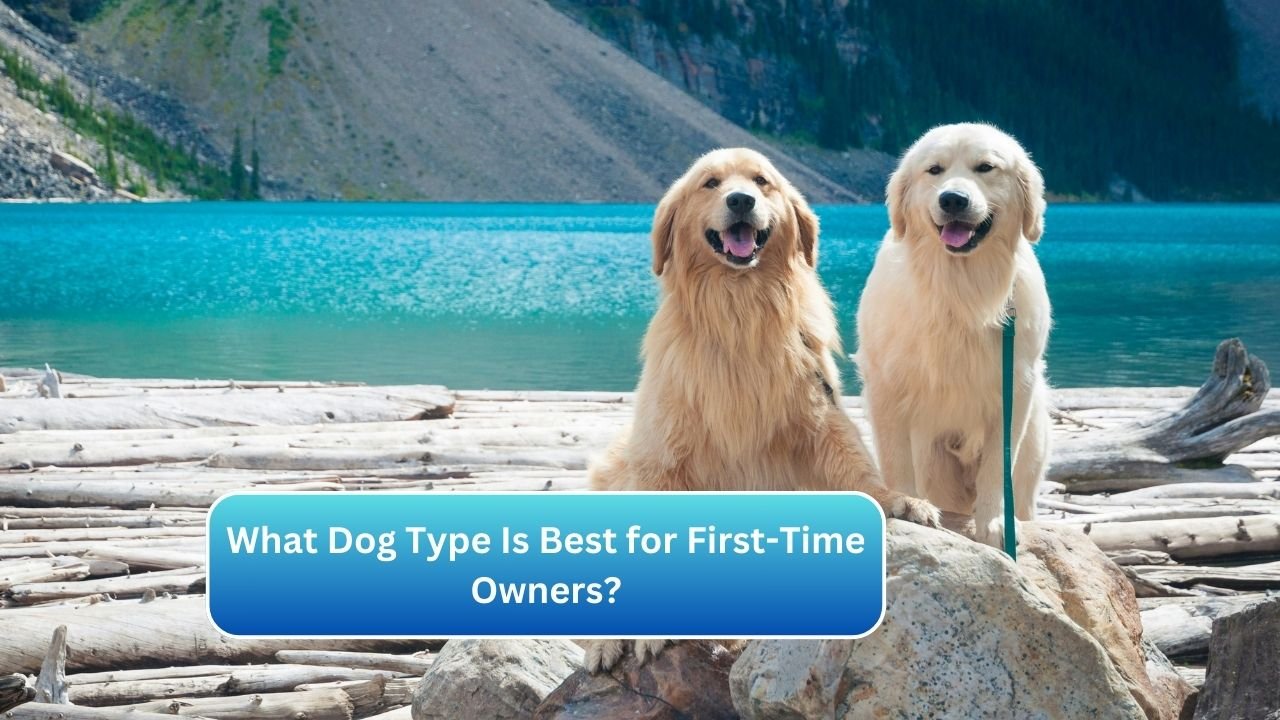 What Dog Type Is Best for First-Time Owners?