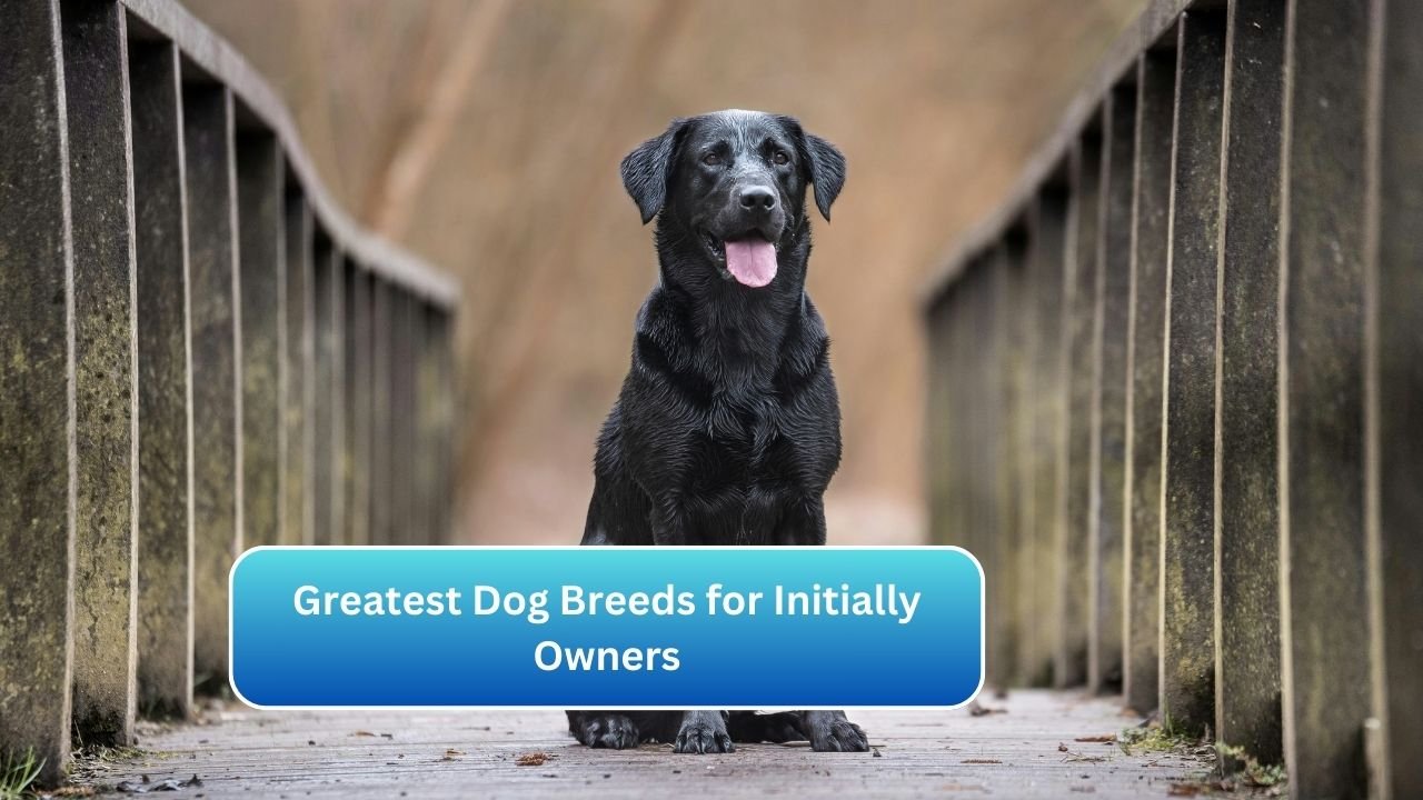 Greatest Dog Breeds for Initially Owners