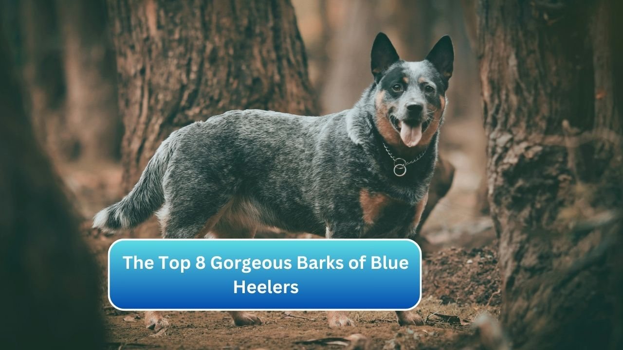 The Top 8 Gorgeous Barks of Blue Heelers