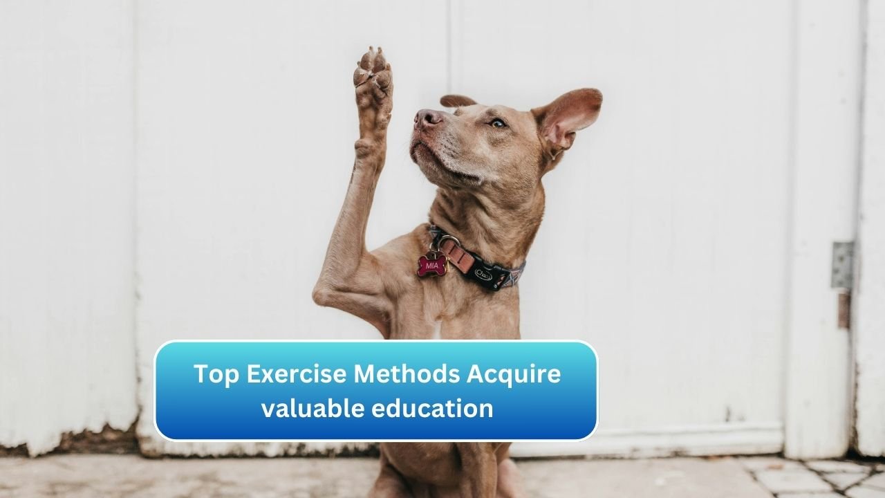 Top Exercise Methods Acquire valuable education