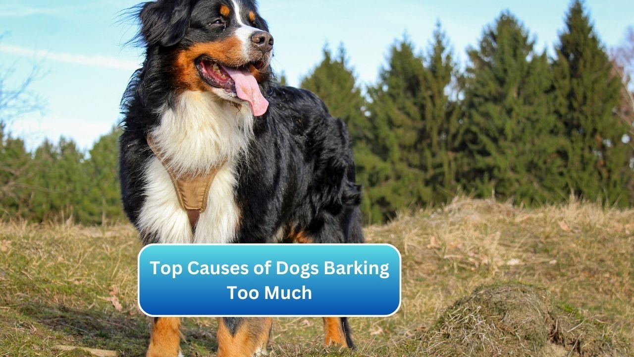 Top Causes of Dogs Barking Too Much