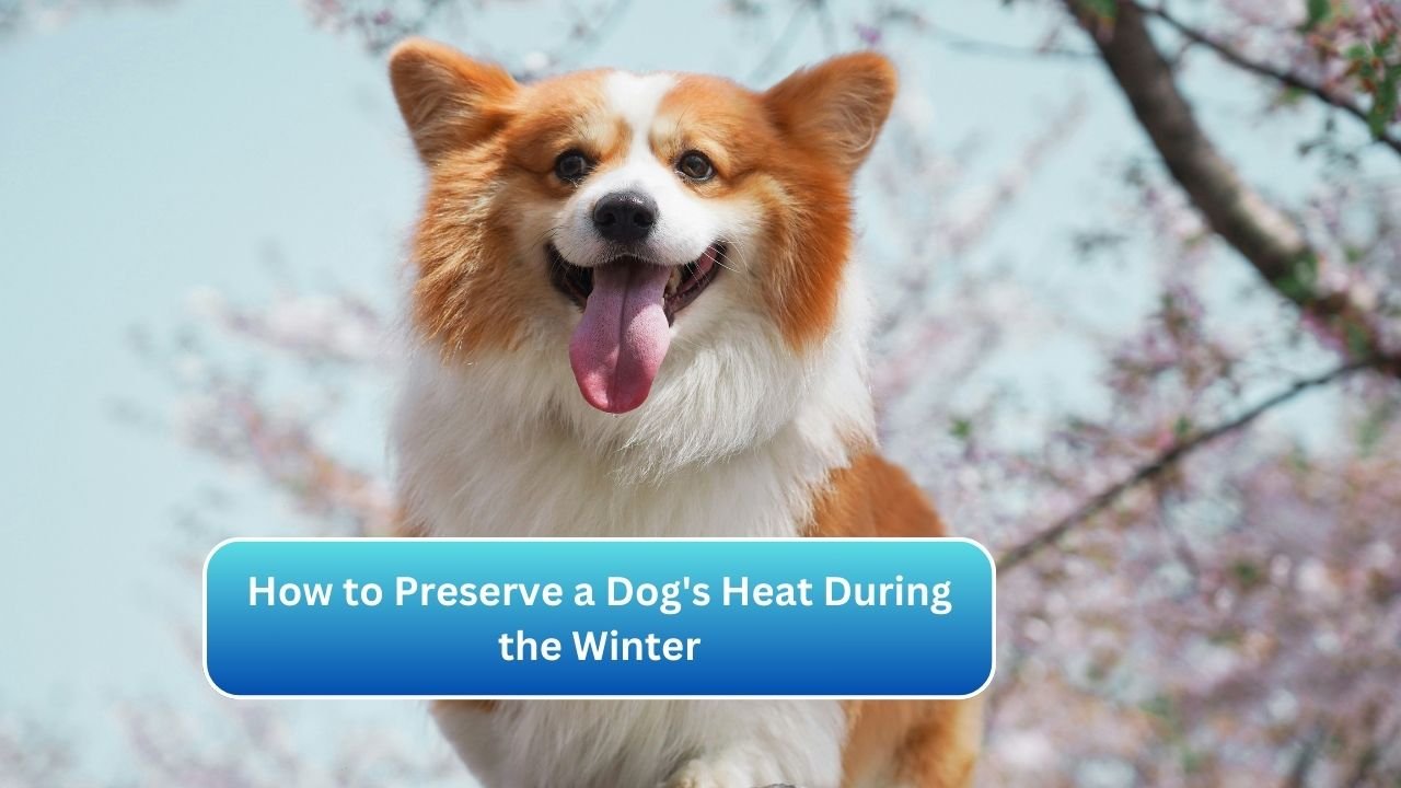 How to Preserve a Dog's Heat During the Winter