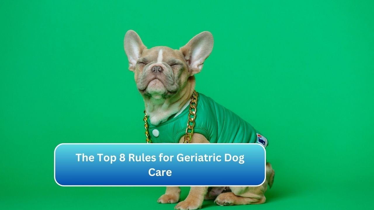 The Top 8 Rules for Geriatric Dog Care