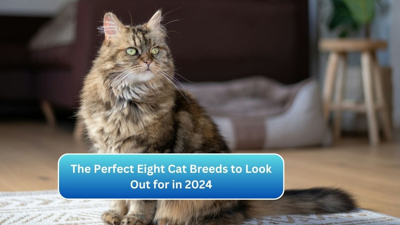 The Perfect Eight Cat Breeds to Look Out for in 2024