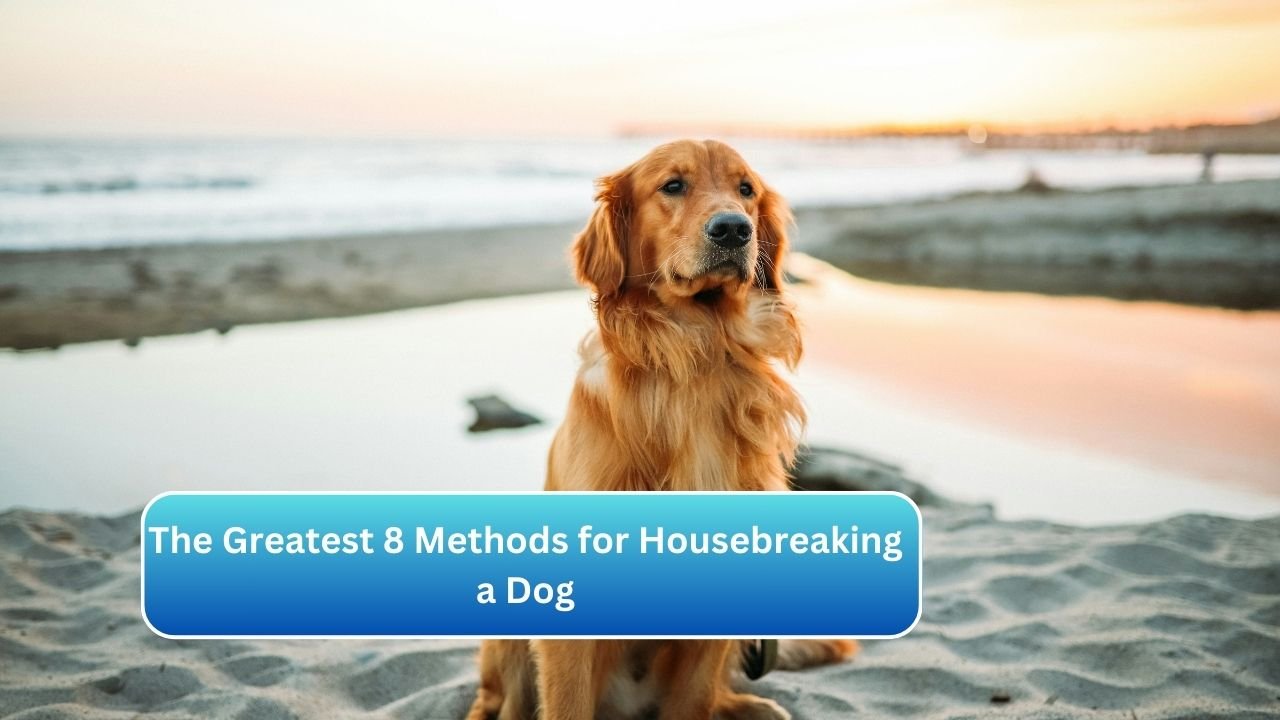 The Greatest 8 Methods for Housebreaking a Dog