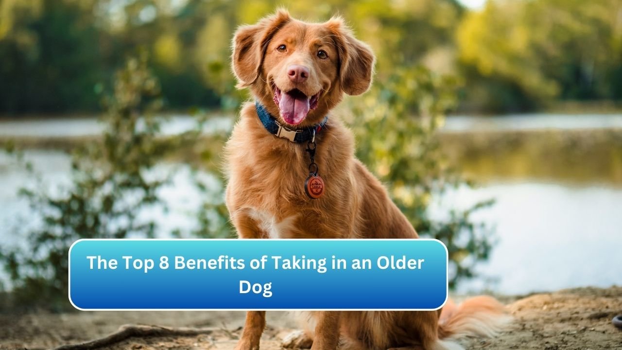 The Top 8 Benefits of Taking in an Older Dog