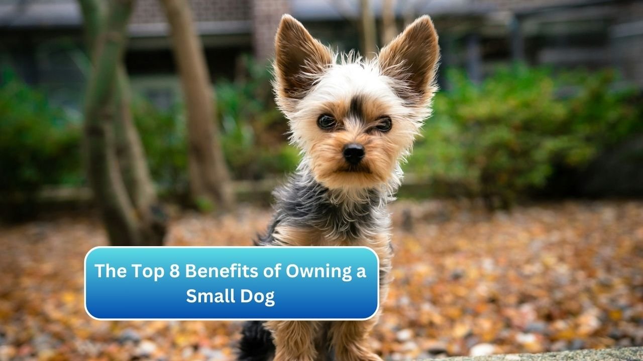 The Top 8 Benefits of Owning a Small Dog