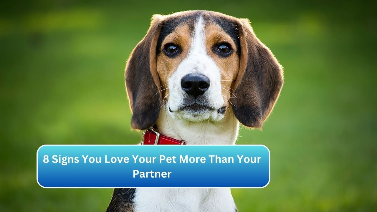 8 Signs You Love Your Pet More Than Your Partner