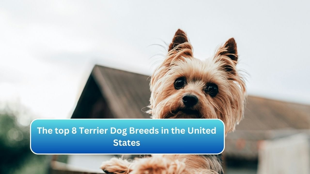 The top 8 Terrier Dog Breeds in the United States