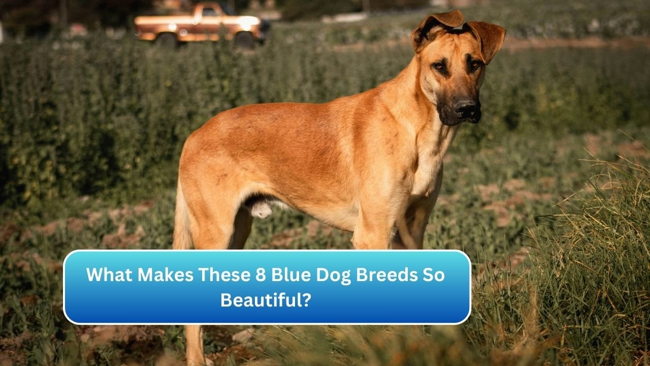 What Makes These 8 Blue Dog Breeds So Beautiful?