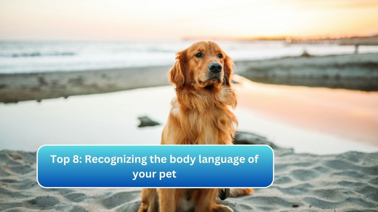 Top 8: Recognizing the body language of your pet