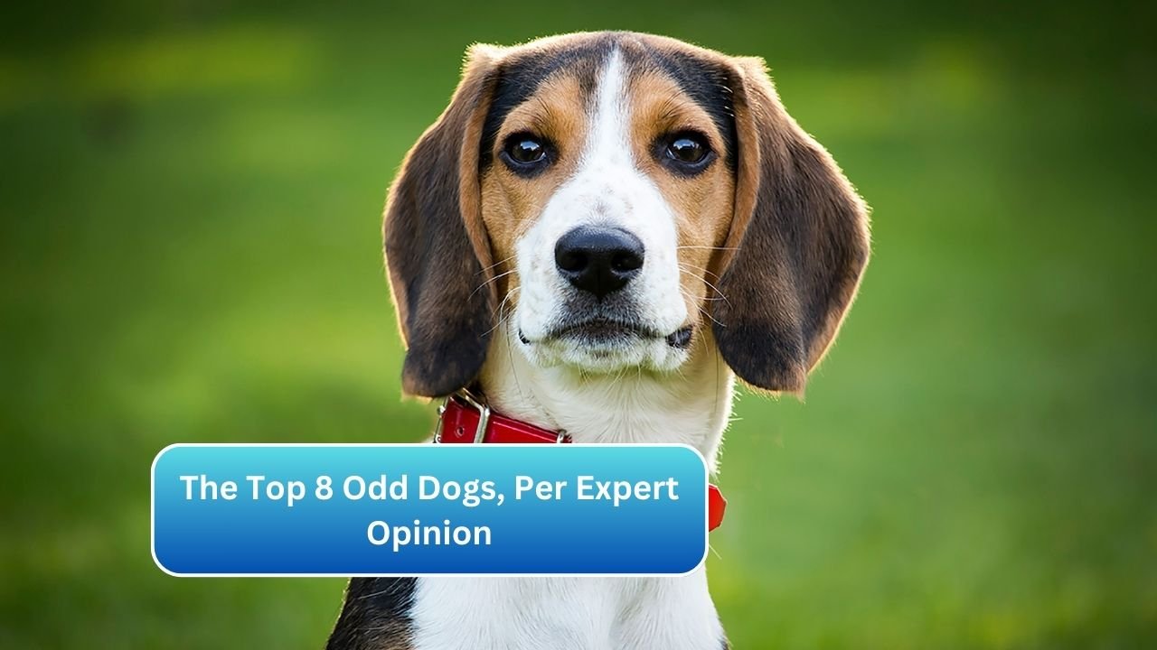 The Top 8 Odd Dogs, Per Expert Opinion