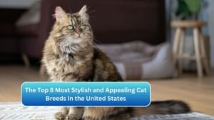 The Top 8 Most Stylish and Appealing Cat Breeds in the United States