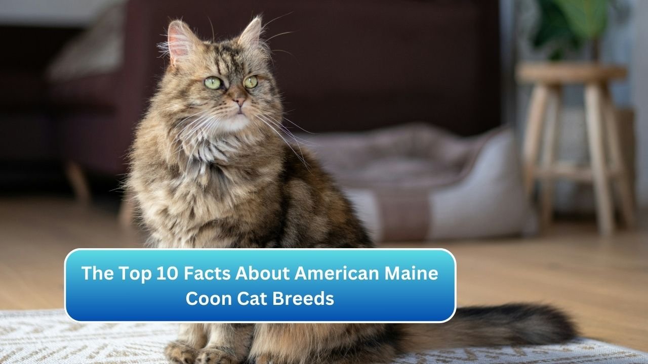 The Top 10 Facts About American Maine Coon Cat Breeds