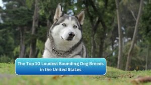 The Top 10 Loudest Sounding Dog Breeds in the United States