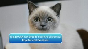 Top 10 USA Cat Breeds That Are Extremely Popular and Excellent