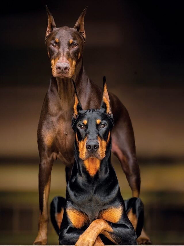 Doberman intelligence hot sale